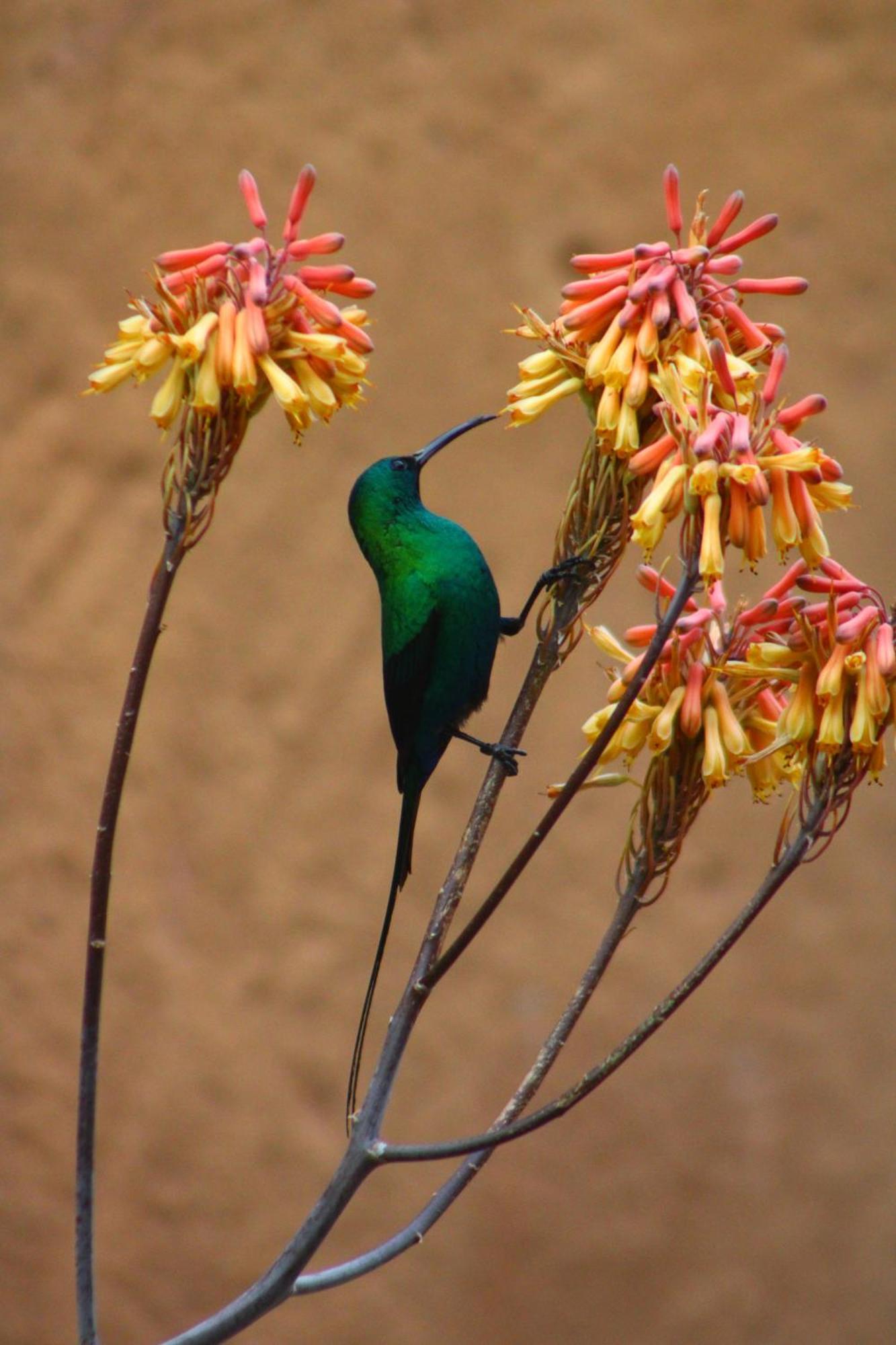 Villa Bosch Luys Kloof Nature Reserve à Ladismith Extérieur photo