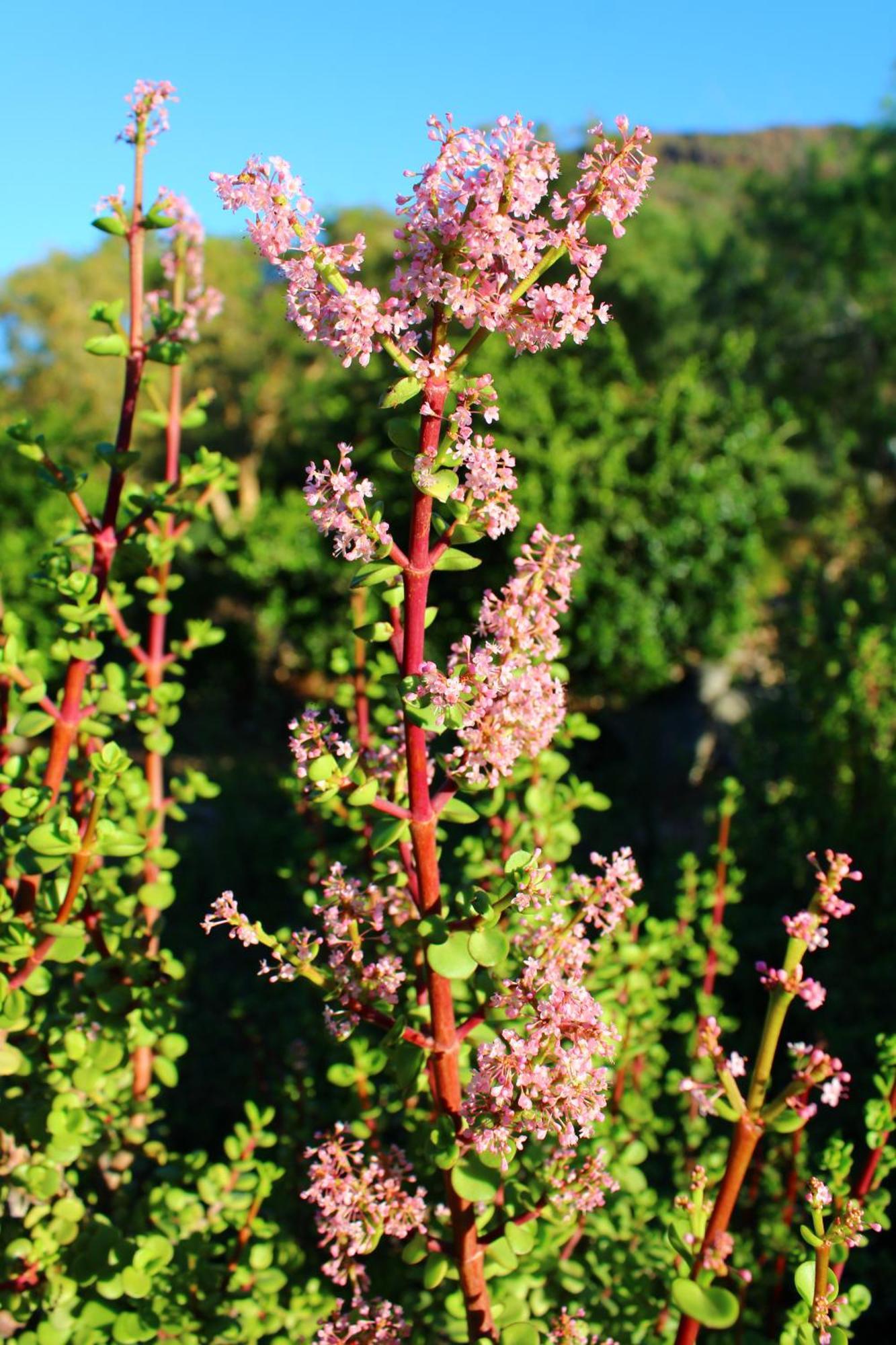 Villa Bosch Luys Kloof Nature Reserve à Ladismith Extérieur photo