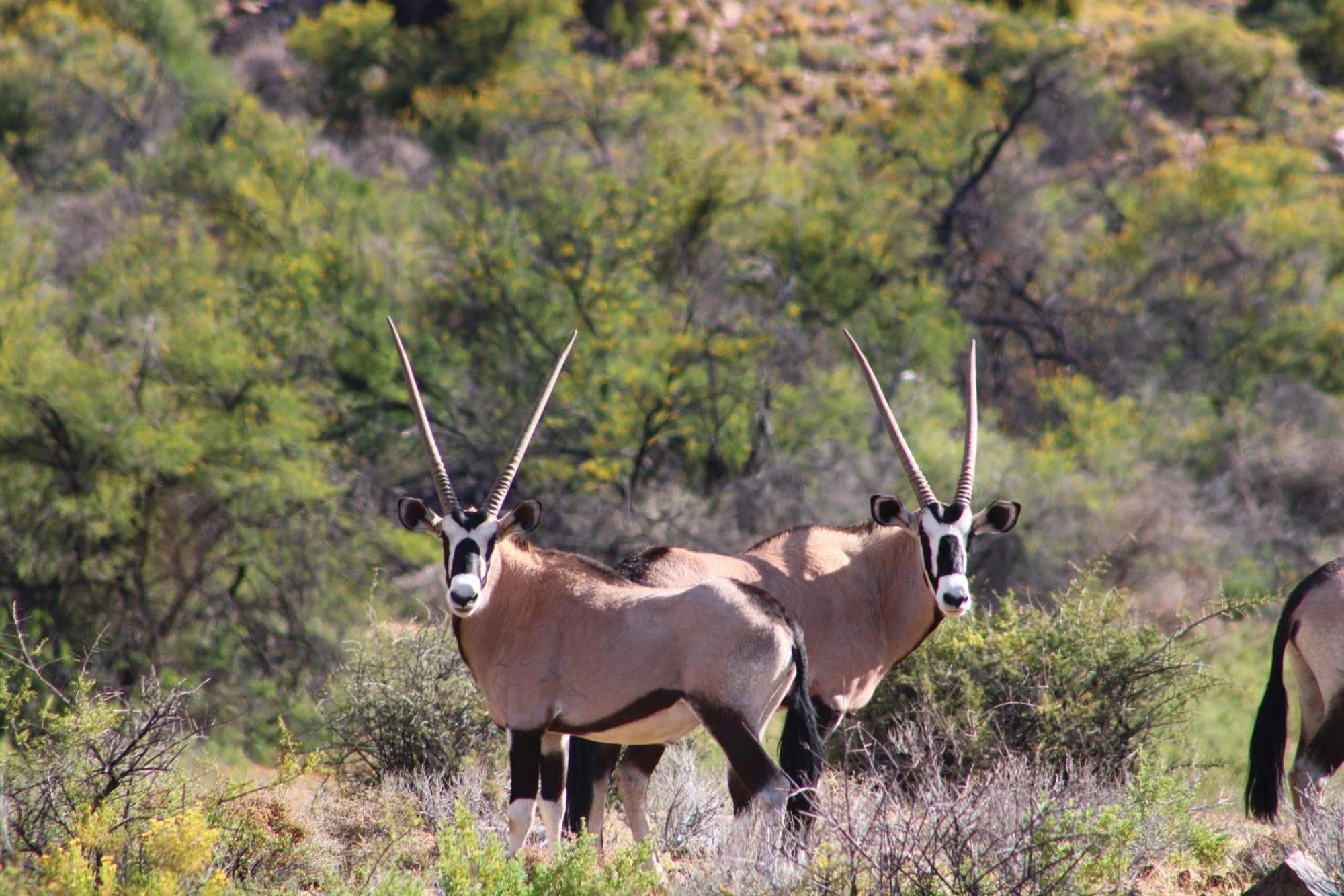 Villa Bosch Luys Kloof Nature Reserve à Ladismith Extérieur photo